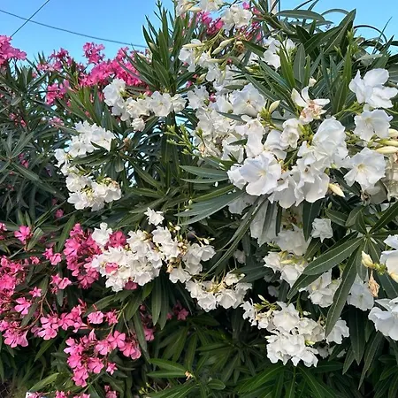 Anna Agios Prokopios (Naxos)